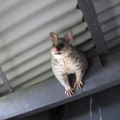 Trichosurus vulpecula (Common Brushtail Possum) at Jerrabomberra Wetlands - 16 Jan 2012 by natureguy