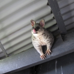 Trichosurus vulpecula at Fyshwick, ACT - 16 Jan 2012 12:52 PM