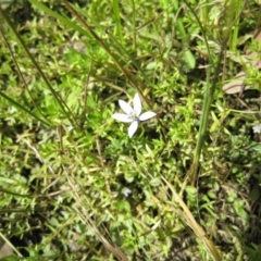 Isotoma fluviatilis subsp. australis (Swamp Isotome) at Wamboin, NSW - 20 Dec 2010 by natureguy