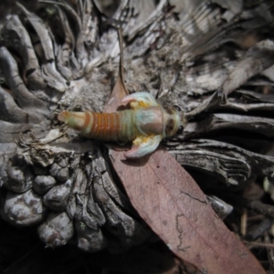 Cicadidae (family) at Wamboin, NSW - 12 Dec 2010