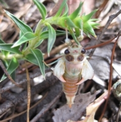 Cicadidae (family) at Wamboin, NSW - 12 Dec 2010