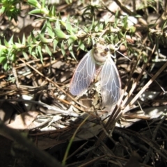 Cicadidae (family) at Wamboin, NSW - 12 Dec 2010