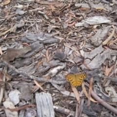 Heteronympha merope (Common Brown Butterfly) at QPRC LGA - 12 Dec 2010 by natureguy