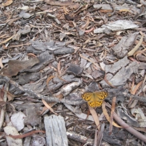 Heteronympha merope at Wamboin, NSW - 12 Dec 2010 11:12 AM