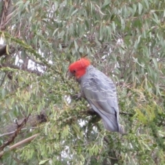 Callocephalon fimbriatum (Gang-gang Cockatoo) at QPRC LGA - 22 Dec 2011 by natureguy