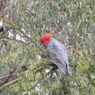 Callocephalon fimbriatum (Gang-gang Cockatoo) at Wamboin, NSW - 22 Dec 2011 by natureguy