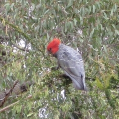 Callocephalon fimbriatum at Wamboin, NSW - 22 Dec 2011