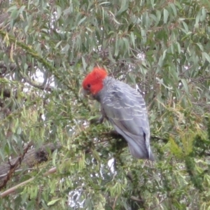 Callocephalon fimbriatum at Wamboin, NSW - suppressed