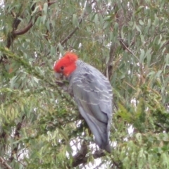 Callocephalon fimbriatum at Wamboin, NSW - 22 Dec 2011