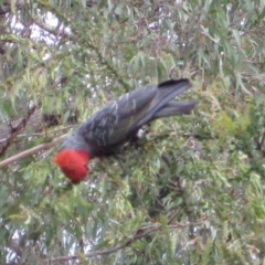 Callocephalon fimbriatum at Wamboin, NSW - suppressed