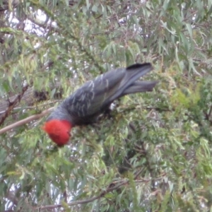 Callocephalon fimbriatum at Wamboin, NSW - 22 Dec 2011