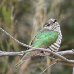 Chrysococcyx lucidus (Shining Bronze-Cuckoo) at Mount Majura - 12 Oct 2018 by KumikoCallaway