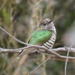 Chrysococcyx lucidus at Majura, ACT - 12 Oct 2018