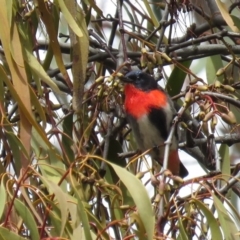 Dicaeum hirundinaceum (Mistletoebird) at Majura, ACT - 12 Oct 2018 by KumikoCallaway