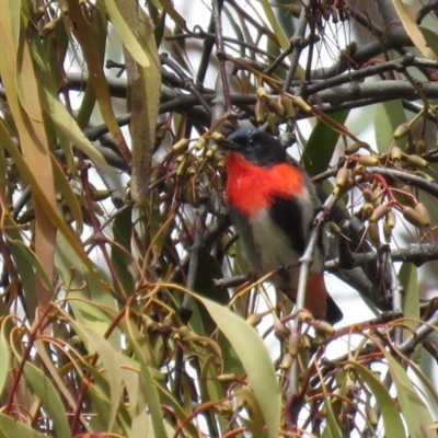 Dicaeum hirundinaceum (Mistletoebird) at Majura, ACT - 12 Oct 2018 by KumikoCallaway