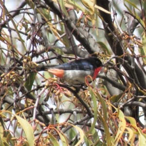 Dicaeum hirundinaceum at Majura, ACT - 12 Oct 2018