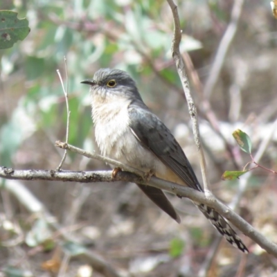 Cacomantis flabelliformis (Fan-tailed Cuckoo) at Mount Majura - 12 Oct 2018 by KumikoCallaway