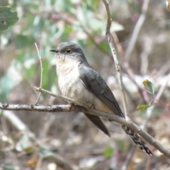 Cacomantis flabelliformis (Fan-tailed Cuckoo) at Majura, ACT - 12 Oct 2018 by KumikoCallaway
