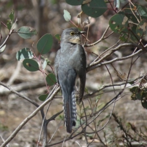 Cacomantis flabelliformis at Majura, ACT - 12 Oct 2018