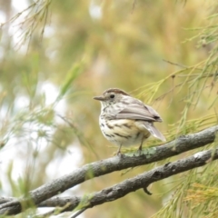 Pyrrholaemus sagittatus (Speckled Warbler) at Mount Majura - 12 Oct 2018 by KumikoCallaway