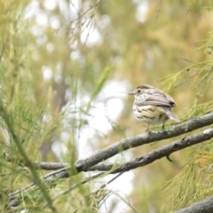 Pyrrholaemus sagittatus at Majura, ACT - 12 Oct 2018