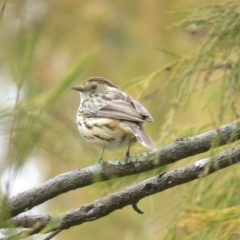 Pyrrholaemus sagittatus at Majura, ACT - 12 Oct 2018