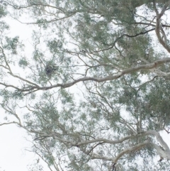 Strepera graculina (Pied Currawong) at GG105 - 11 Oct 2018 by ruthkerruish