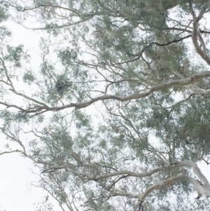 Strepera graculina at Hughes, ACT - 11 Oct 2018