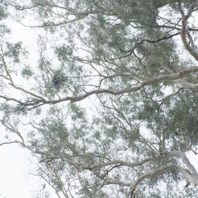 Strepera graculina (Pied Currawong) at GG105 - 11 Oct 2018 by ruthkerruish