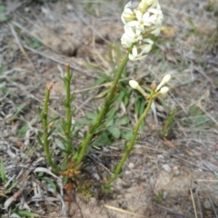 Stackhousia monogyna (Creamy Candles) at Amaroo, ACT - 12 Oct 2018 by nath_kay