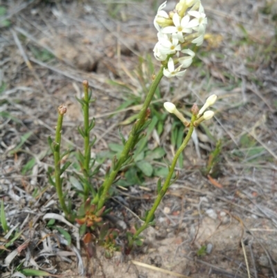 Stackhousia monogyna (Creamy Candles) at Amaroo, ACT - 13 Oct 2018 by nathkay