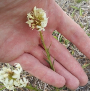 Stackhousia monogyna at Amaroo, ACT - 13 Oct 2018