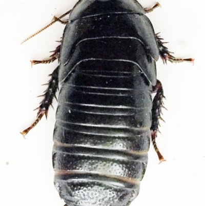 Panesthia australis (Common wood cockroach) at Hughes, ACT - 11 Oct 2018 by ruthkerruish