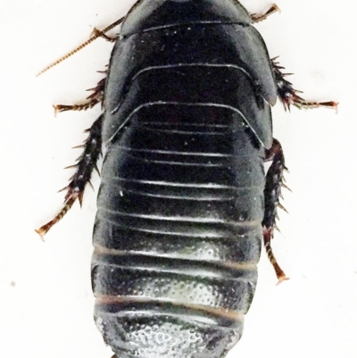 Panesthia australis (Common wood cockroach) at Hughes Garran Woodland - 11 Oct 2018 by ruthkerruish