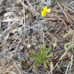 Goodenia pinnatifida (Scrambled Eggs) at Amaroo, ACT - 12 Oct 2018 by nath_kay