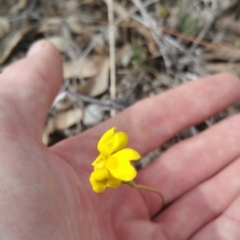 Goodenia pinnatifida at Amaroo, ACT - 13 Oct 2018