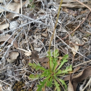 Goodenia pinnatifida at Amaroo, ACT - 13 Oct 2018