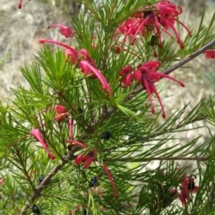 Grevillea rosmarinifolia subsp. rosmarinifolia (Rosemary Grevillea) at Mount Ainslie to Black Mountain - 13 Oct 2018 by liambanyer
