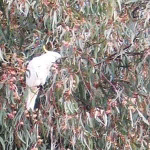 Eucalyptus sideroxylon at Hughes, ACT - 9 May 2017 04:00 PM