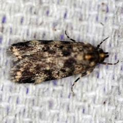 Barea codrella (A concealer moth) at O'Connor, ACT - 8 Oct 2018 by ibaird