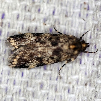 Barea codrella (A concealer moth) at O'Connor, ACT - 8 Oct 2018 by ibaird