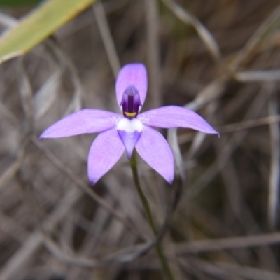 Glossodia major (Wax Lip Orchid) at Hackett, ACT - 12 Oct 2018 by ClubFED