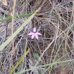 Glossodia major at Hackett, ACT - suppressed