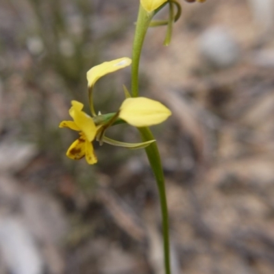 Diuris nigromontana (Black Mountain Leopard Orchid) at Hackett, ACT - 12 Oct 2018 by ClubFED