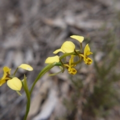 Diuris nigromontana at Hackett, ACT - suppressed