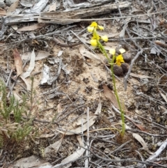 Diuris nigromontana at Hackett, ACT - suppressed