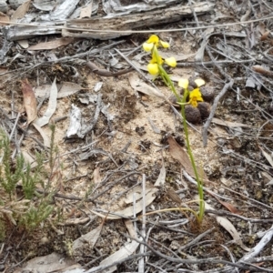 Diuris nigromontana at Hackett, ACT - suppressed