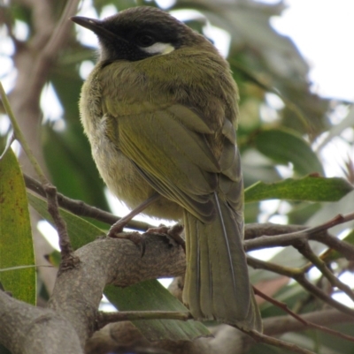 Nesoptilotis leucotis (White-eared Honeyeater) at Hall, ACT - 12 Oct 2018 by KShort