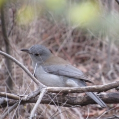Colluricincla harmonica (Grey Shrikethrush) at Amaroo, ACT - 13 Oct 2018 by KShort