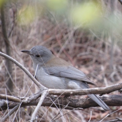 Colluricincla harmonica (Grey Shrikethrush) at Amaroo, ACT - 12 Oct 2018 by KShort